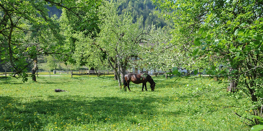 Der Stachlhof - unser Bauernhof in Rottach-Egern