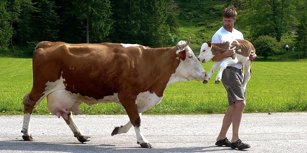 Stachlhof Familie Josef Kreidl - Heumilchlieferant Naturkäserei TegernseerLand eG