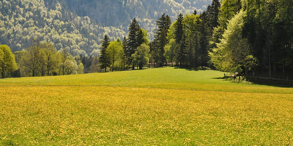 Stachlhof Familie Josef Kreidl - Heumilchlieferant Naturkäserei TegernseerLand eG