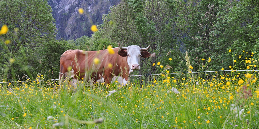 Stachlhof Familie Josef Kreidl - Heumilchlieferant Naturkäserei TegernseerLand eG