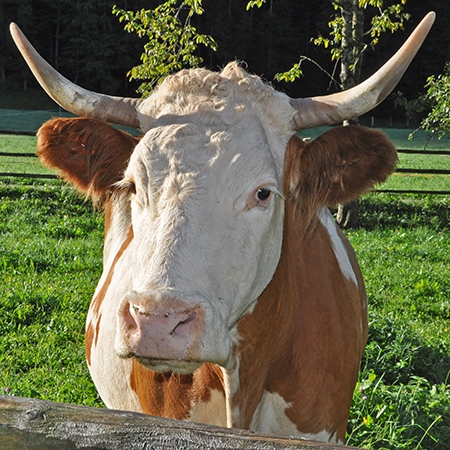 Naturkäserei TegernseerLand