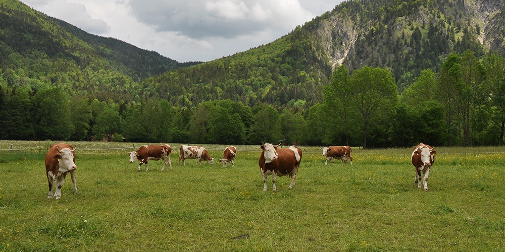 Der Stachlhof - unser Bauernhof in Rottach-Egern